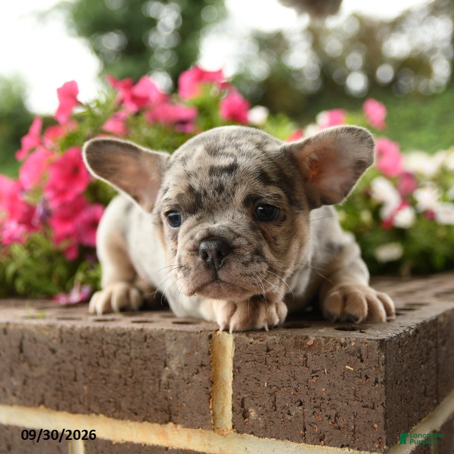 French Bulldog dogs for sale: Peter - Ad 2