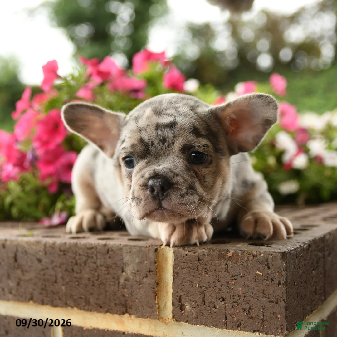 French Bulldog dogs for sale: Peter - Ad 2
