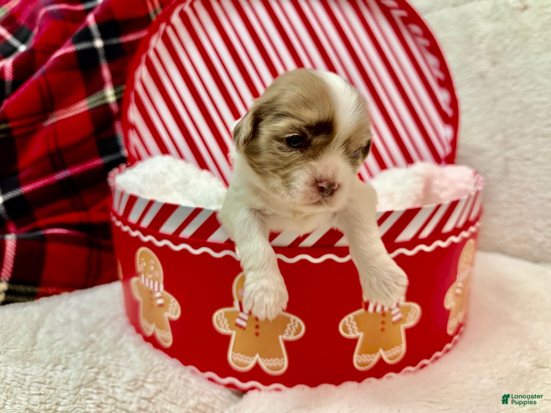 Shihpoo dogs for sale: Beau - Ad 8