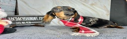 Miniature Dachshund dogs for sale: Pra clear CH Parents AKC  - Ad 6