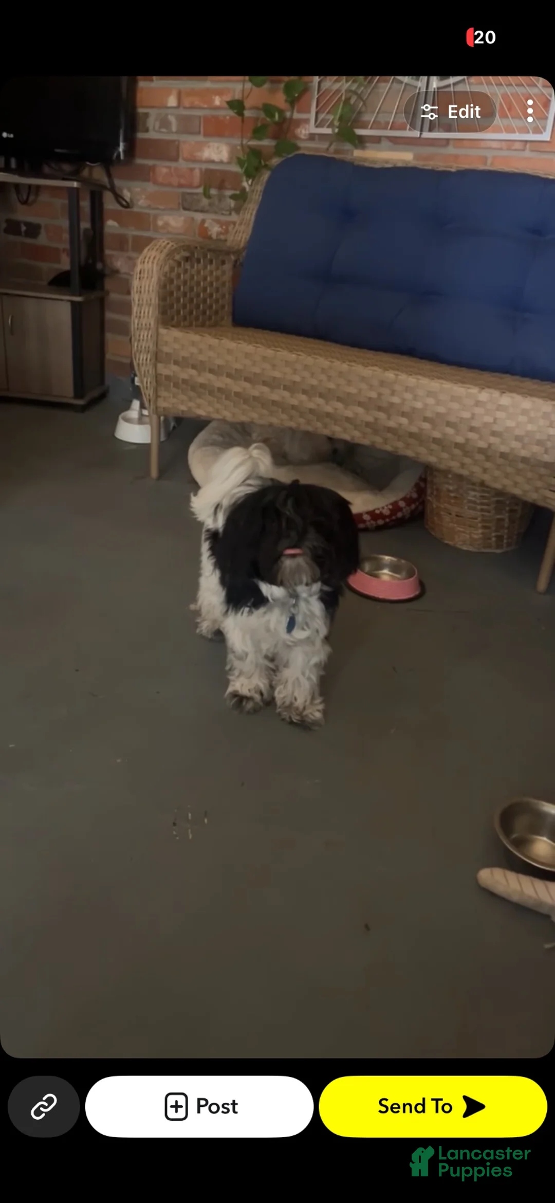 Shorkie dogs for sale: Shorkie 1 - Ad 2