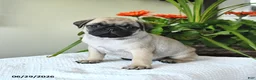 Pug dogs for sale: Thomas - Ad 4