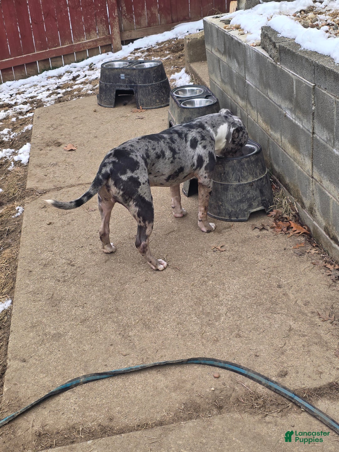 American Bully dogs for sale: American Bully Puppy 1 - Ad 4