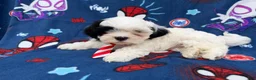 Shih Tzu dogs for sale: Sullivan  - Ad 2