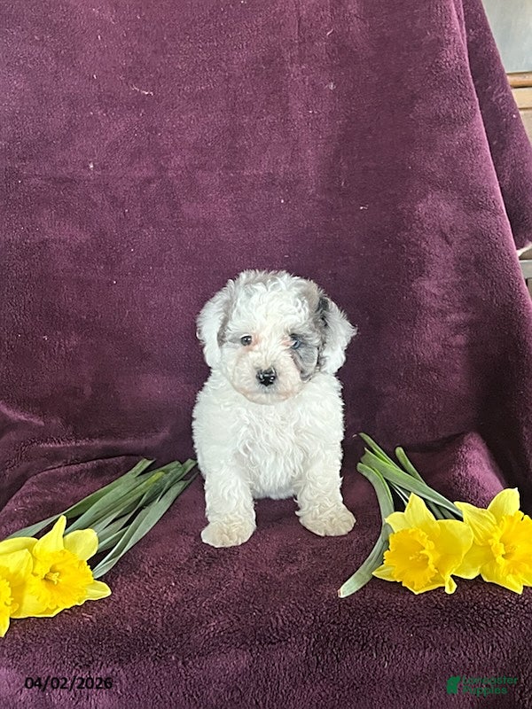 Miniature Poodle dogs Blossom - Ad 1
