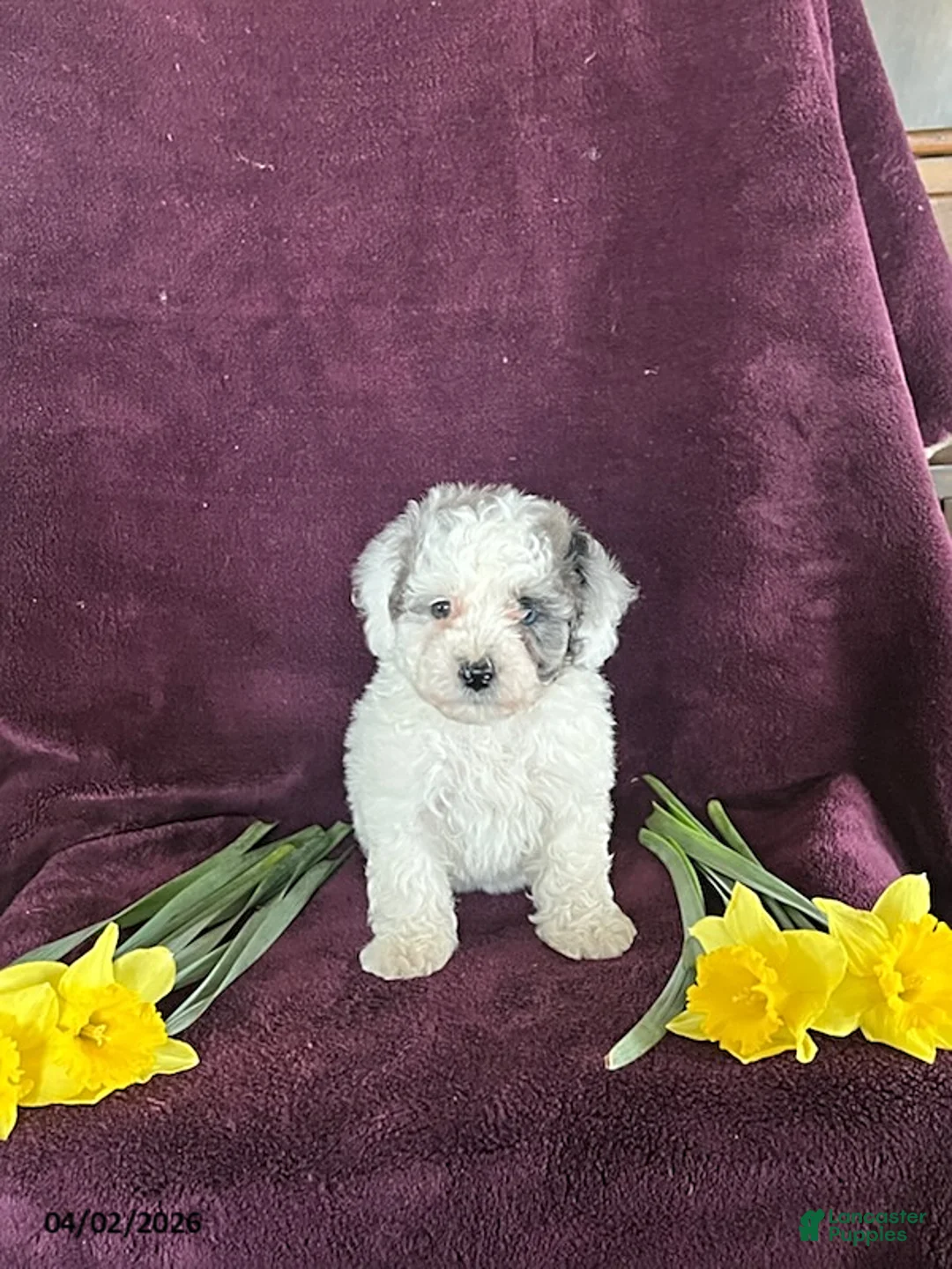 Miniature Poodle dogs for sale: Blossom - Ad 1
