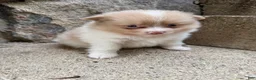 Pomeranian dogs for sale: Andy - Ad 24