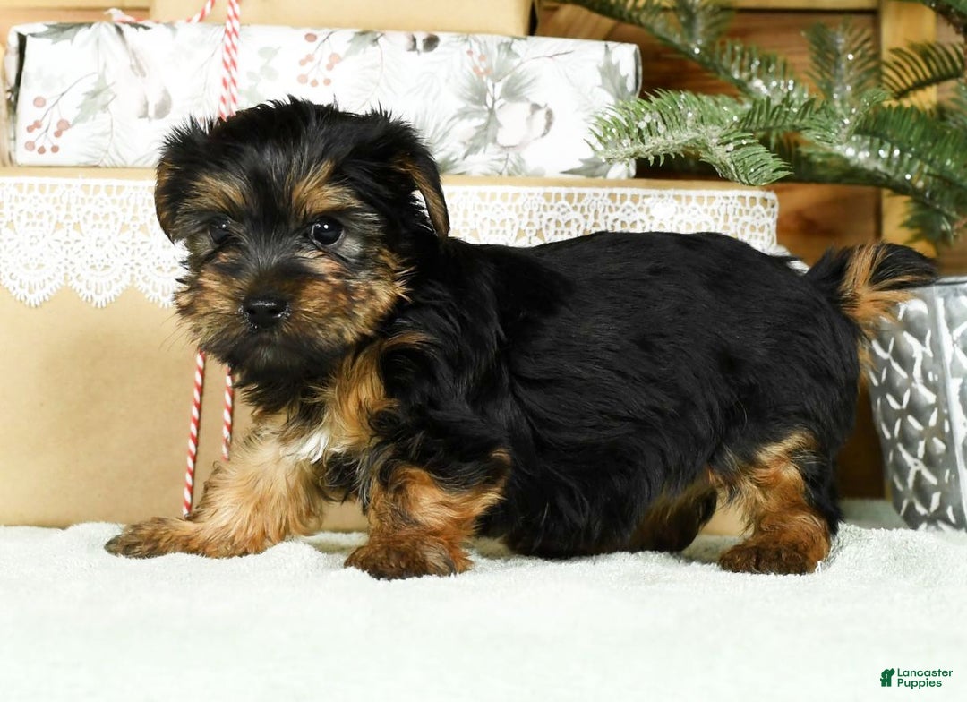 Yorkshire Terrier dogs for sale: Bella - Ad 5