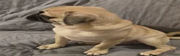 Pug dogs for sale: Pug Puppy 2 - Ad 11