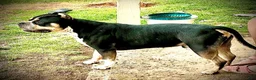 American Bully dogs for sale: American Bully Puppy 1 - Ad 18