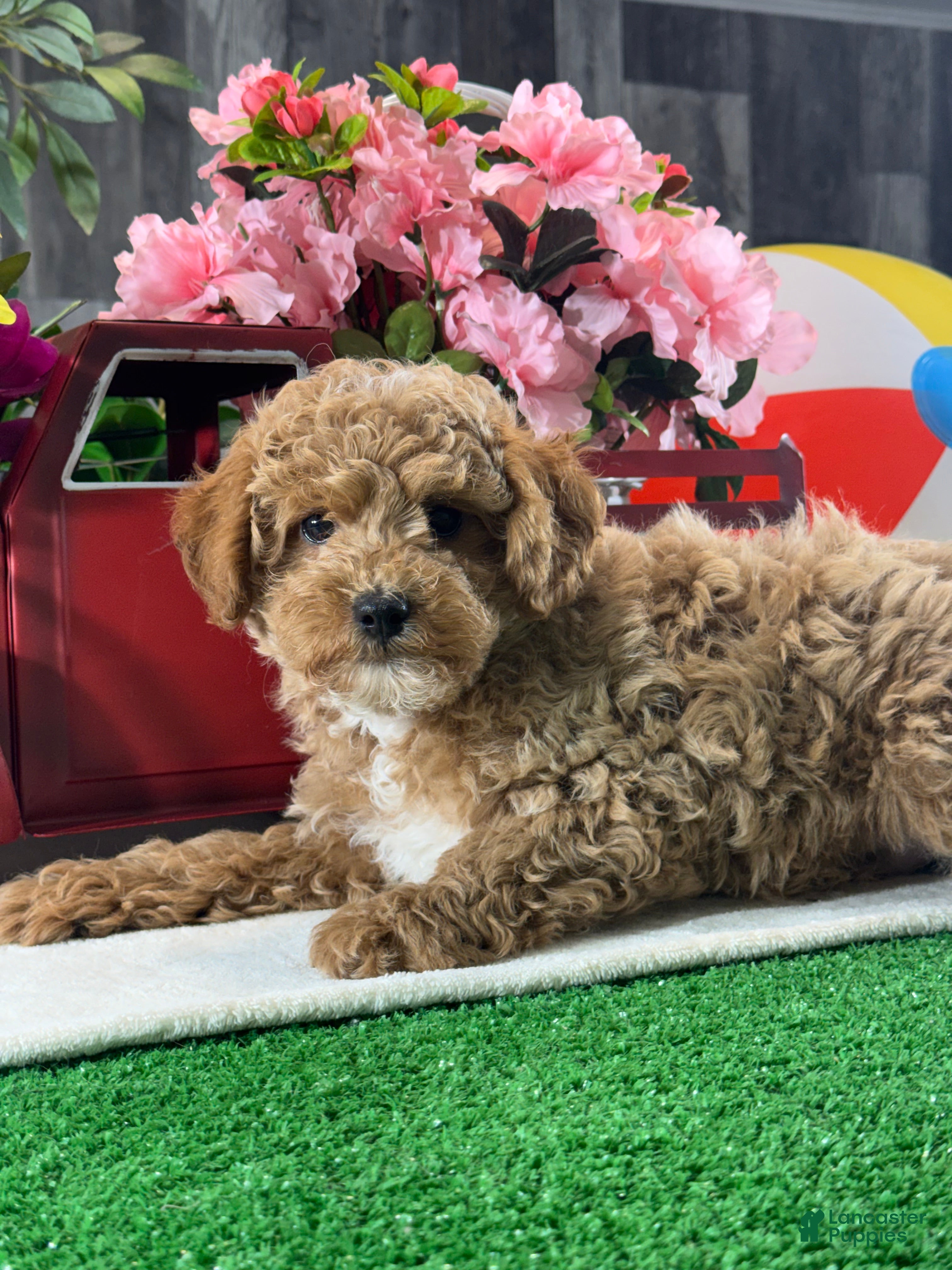 Toy Poodle dogs  Nacho - Ad 42