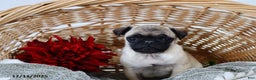 Pug dogs for sale: Jolly - Ad 3