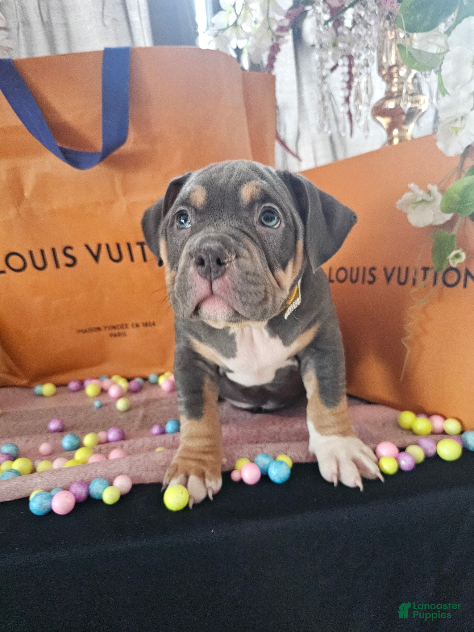 American Bully dogs Freya - Ad 2