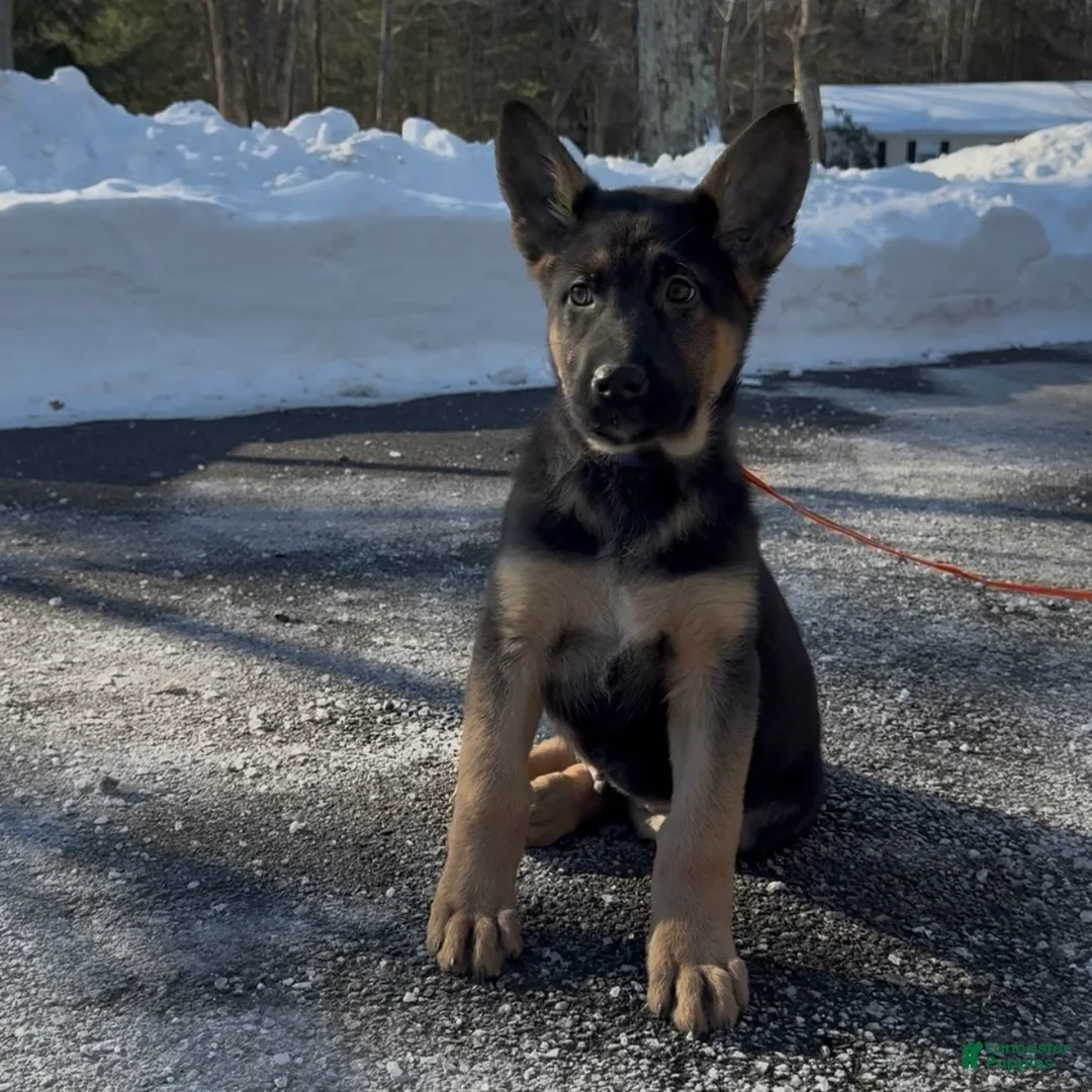 German Shepherd dogs for sale: SIMON - Ad 6