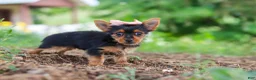 Yorkshire Terrier dogs for sale: Ellie - Ad 7