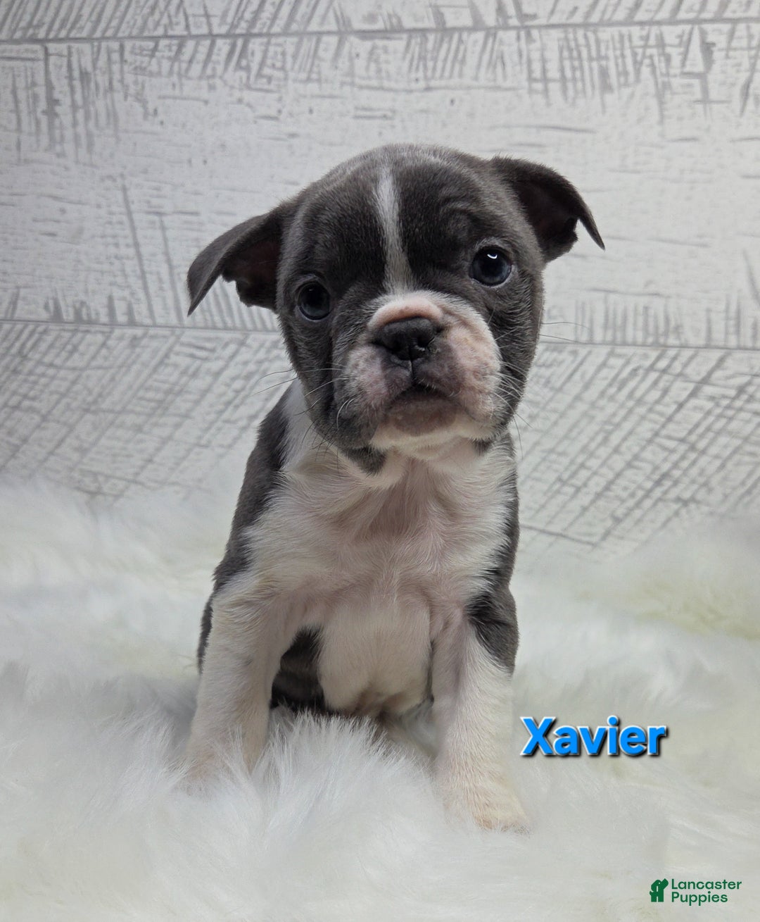 Frenchton dogs for sale: Xavier  - Ad 5