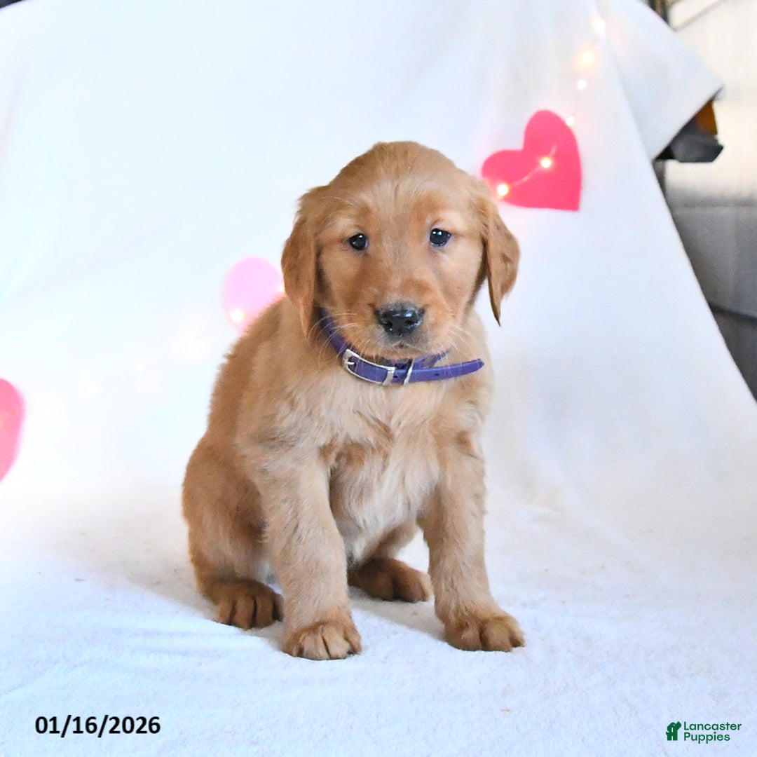 Golden Retriever dogs for sale: Marshmallow - Ad 4