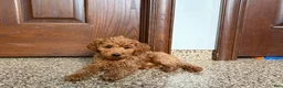 Cockapoo dogs for sale: Cockapoo female 2 - Ad 3