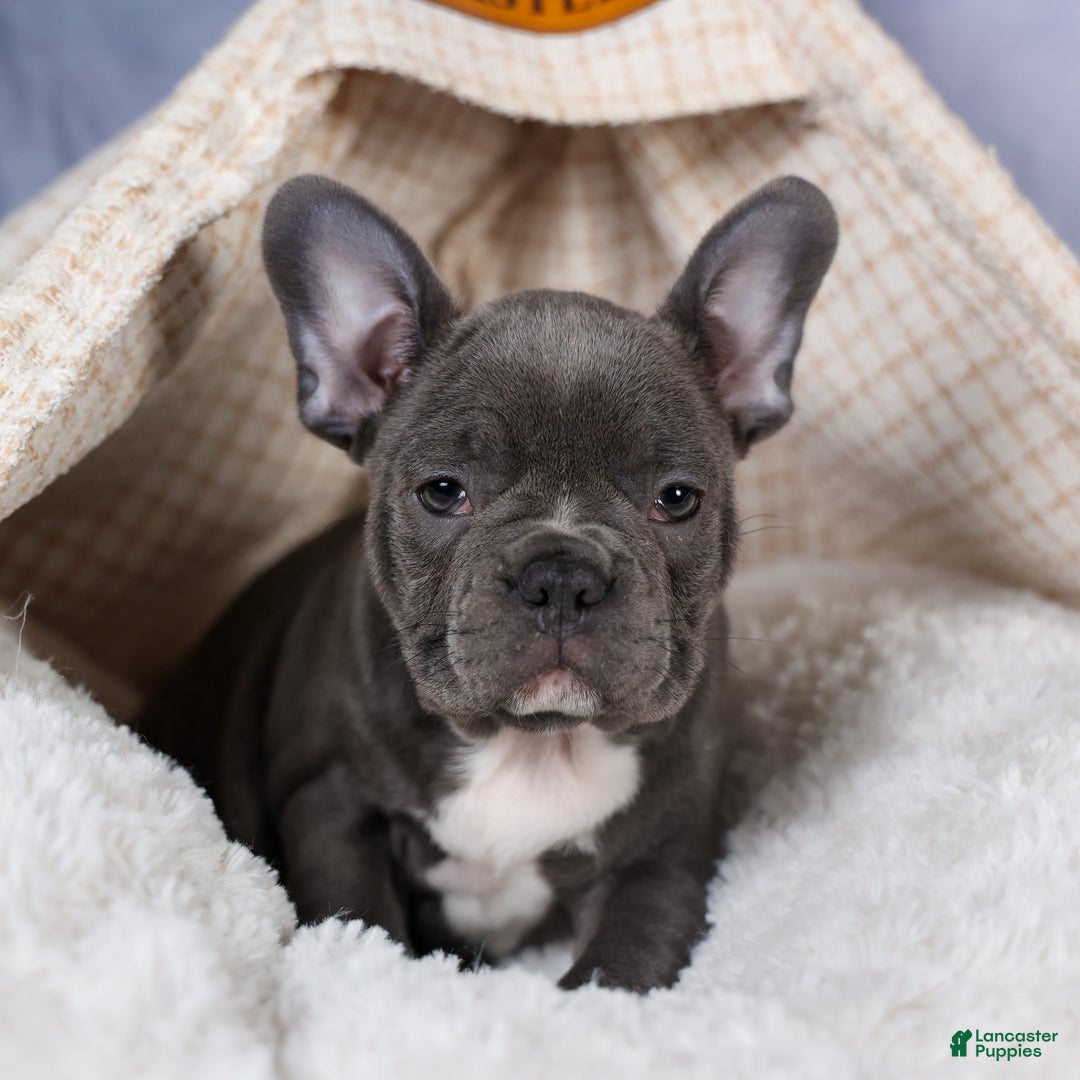 Frenchton dogs for sale: NOAH - Ad 20
