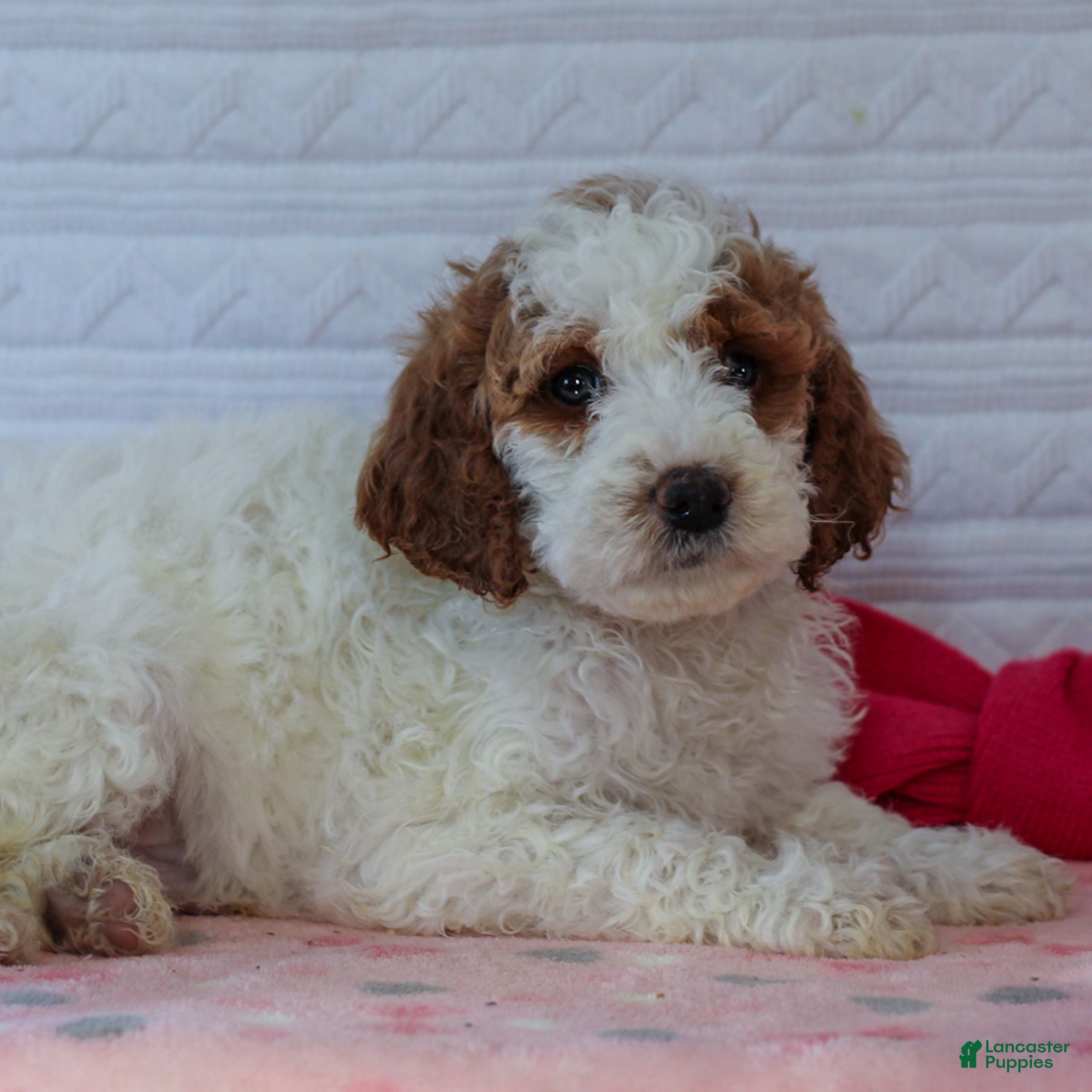 Mini Goldendoodle dogs Jaspern - Ad 1