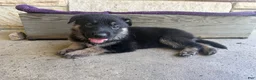 German Shepherd dogs for sale: May - Ad 4