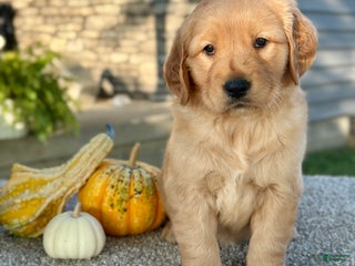 Golden Retriever dogs - Ad 9