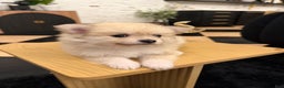 Pomeranian dogs for sale: Maxamillion  - Ad 3