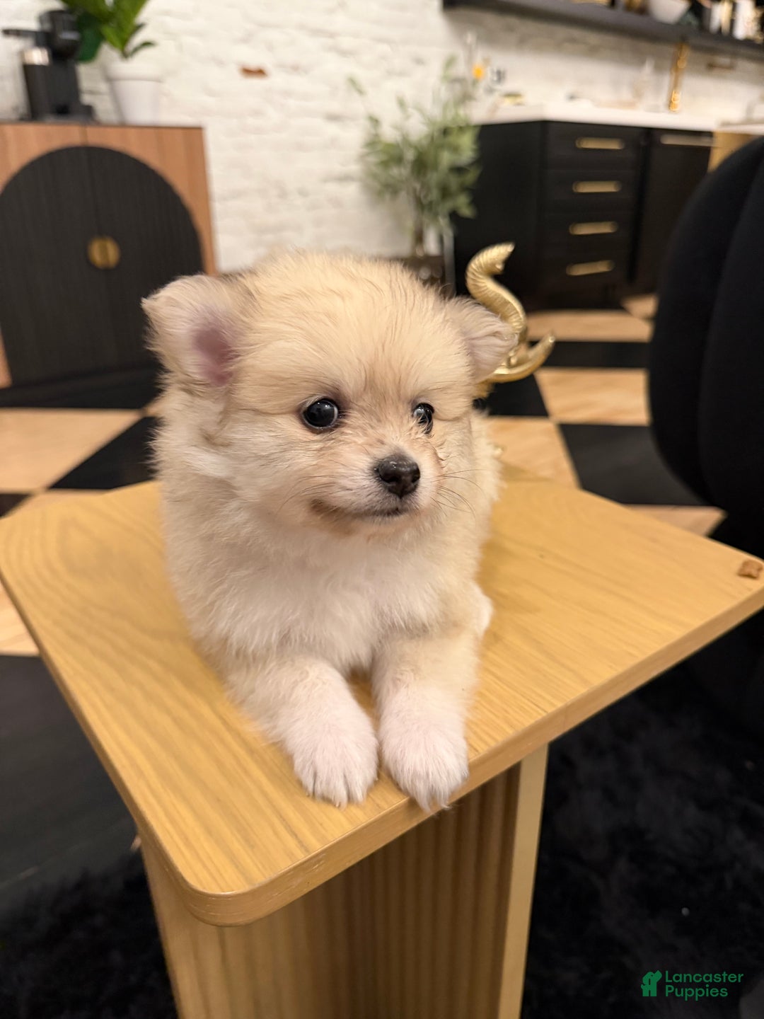 Pomeranian dogs for sale: Maxamillion  - Ad 3