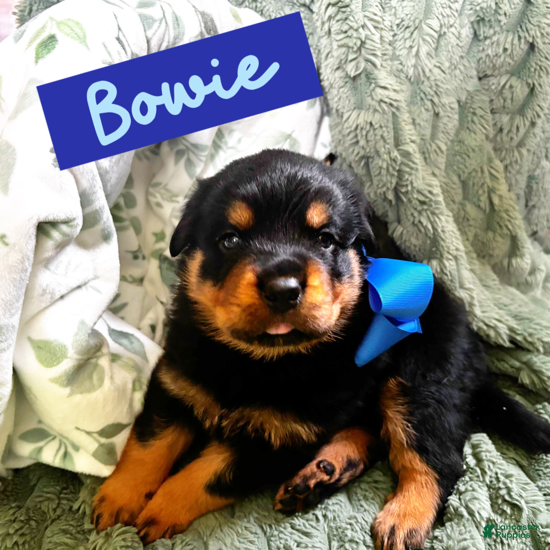 Rottweiler dogs Rottweiler Puppy 3 - Ad 38
