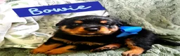 Rottweiler dogs for sale: Rottweiler Puppy 3 - Ad 1