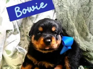 Rottweiler dogs Rottweiler Puppy 3 - Ad 38