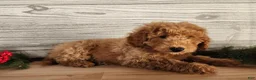 Mini Goldendoodle dogs for sale: Houston - Ad 12
