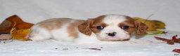 Cavalier King Charles Spaniel dogs for sale: Mack - Ad 11