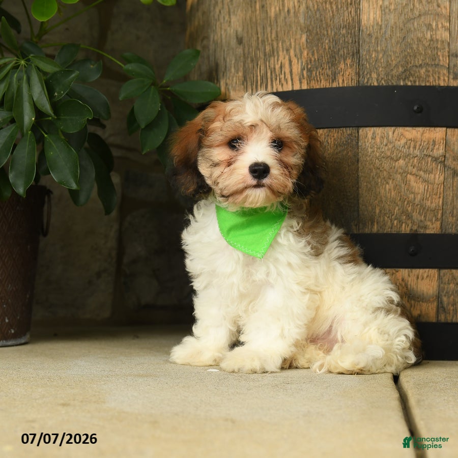 Cavachon dogs Teddy - Ad 2