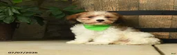 Cavachon dogs for sale: Teddy - Ad 2