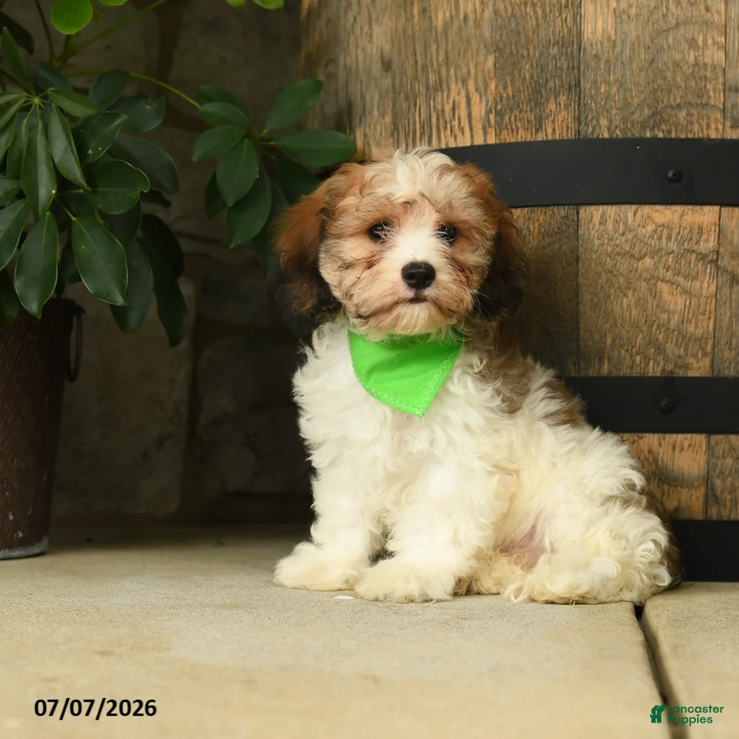 Cavachon dogs for sale: Teddy - Ad 2