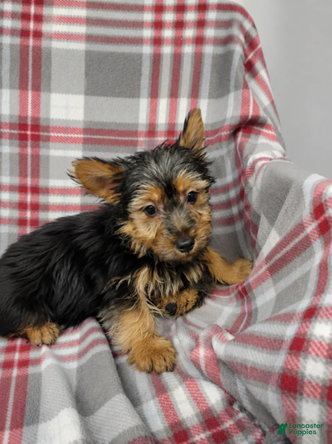 Silky Terrier dogs for sale: Bobby - Ad 1