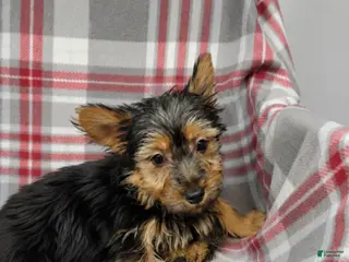 Silky Terrier dogs for sale: Bobby - Ad 3