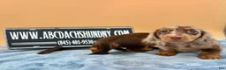 Miniature Dachshund dogs for sale: Full AKC dapple - Ad 8