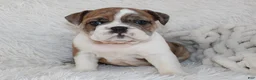 English Bulldog dogs for sale: AKC Oakley - Ad 5