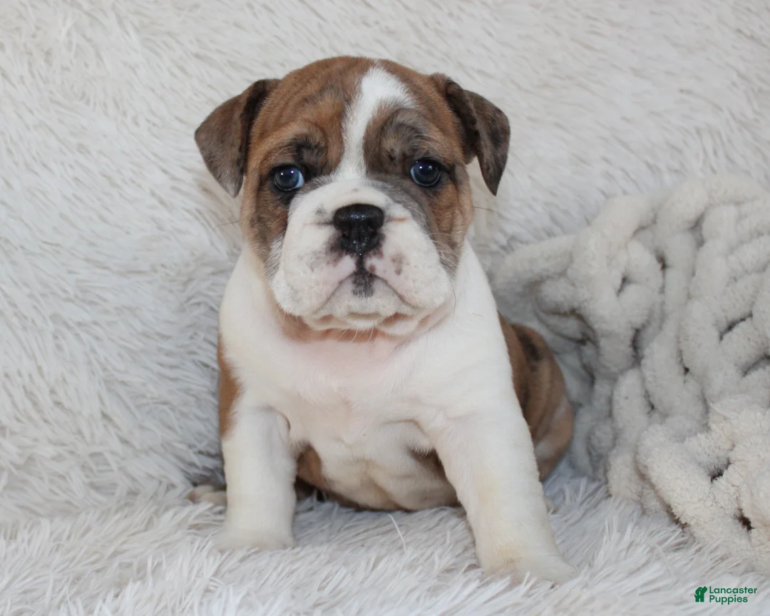 English Bulldog dogs for sale: AKC Oakley - Ad 5