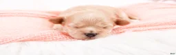 Maltipoo dogs for sale: Cricket - Ad 3