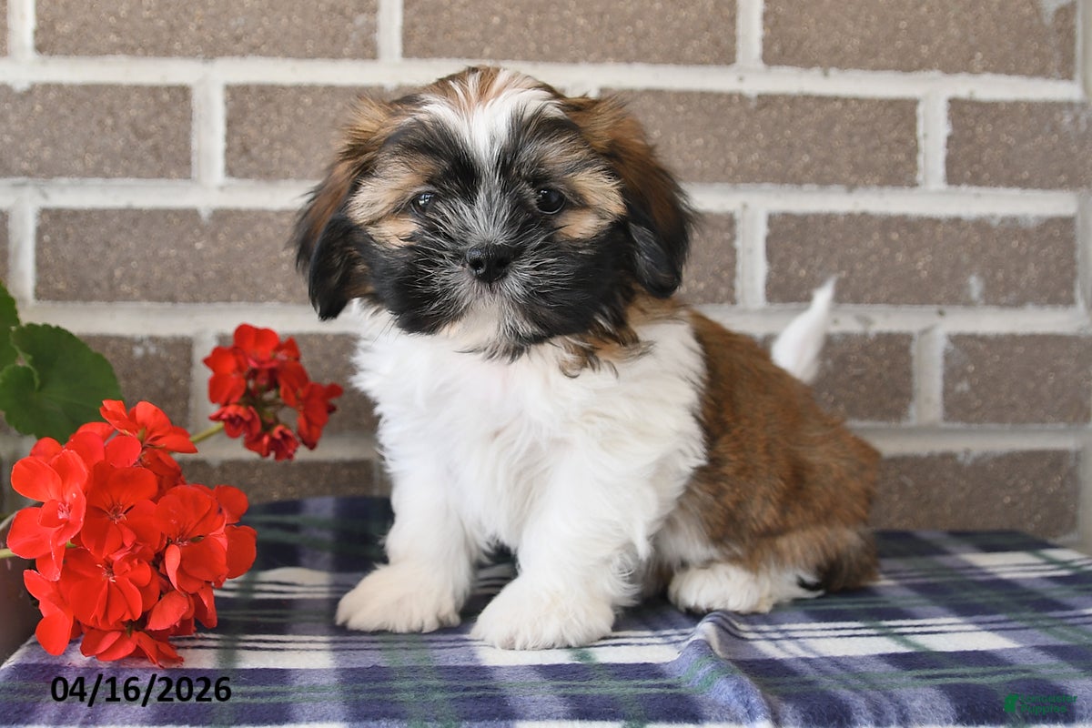 Shih Tzu dogs Trent - Ad 2