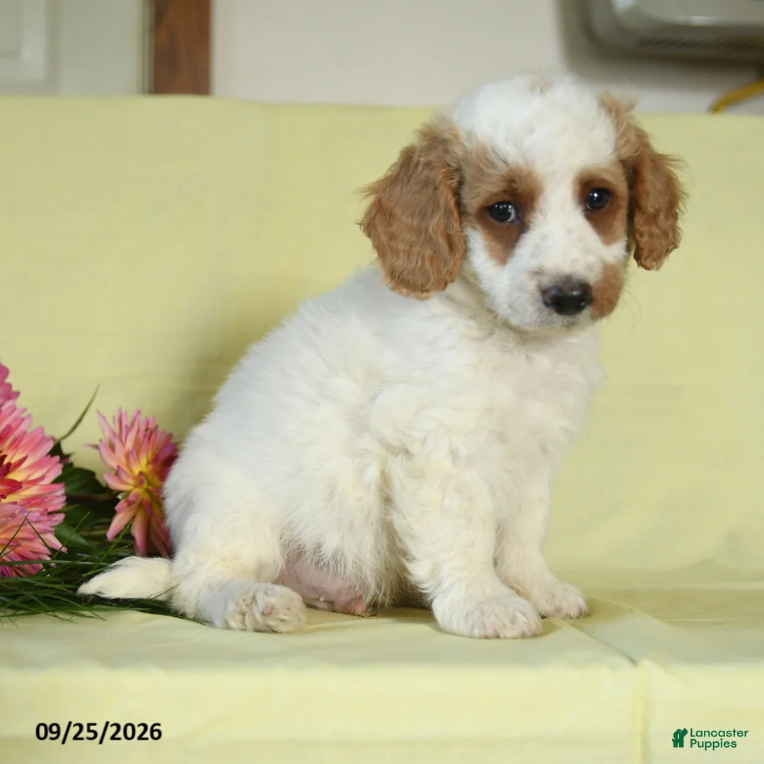 Mini Goldendoodle dogs for sale: Thor - Ad 2