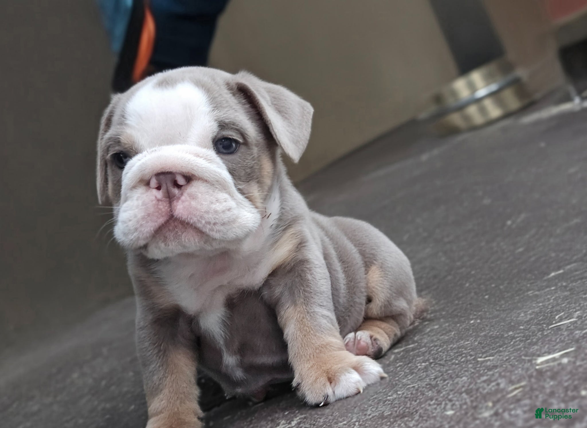 English Bulldog dogs English Bulldog Puppy 1 - Ad 36