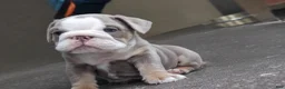 English Bulldog dogs for sale: English Bulldog Puppy 1 - Ad 1