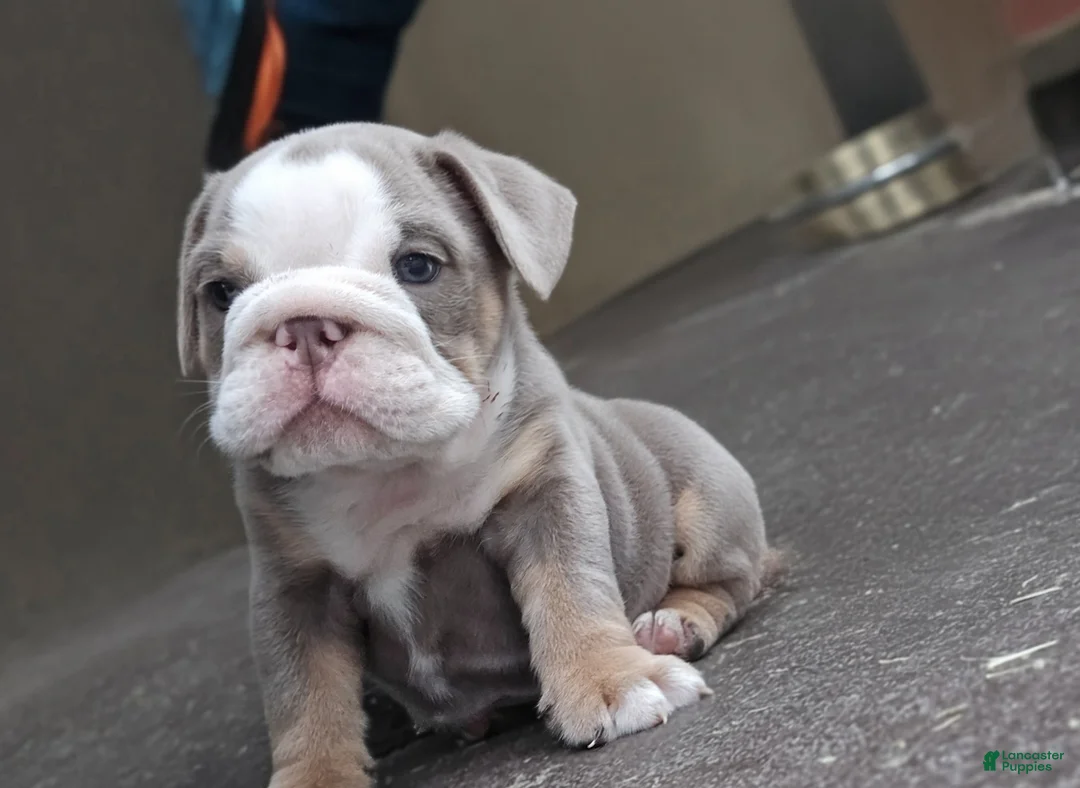 English Bulldog dogs for sale: English Bulldog Puppy 1 - Ad 1