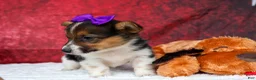 Welsh Corgi Pembroke dogs for sale: Abby🩷  - Ad 14