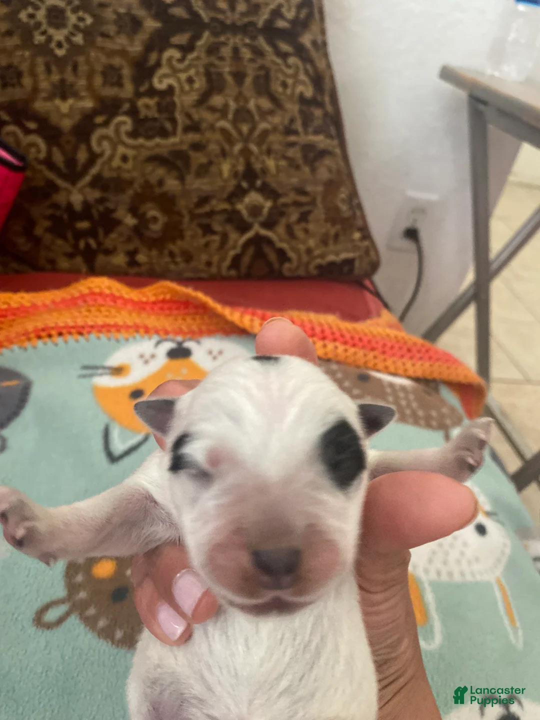 Australian Cattle Dog dogs for sale: Australian Cattle Dog 2-Luna - Ad 1