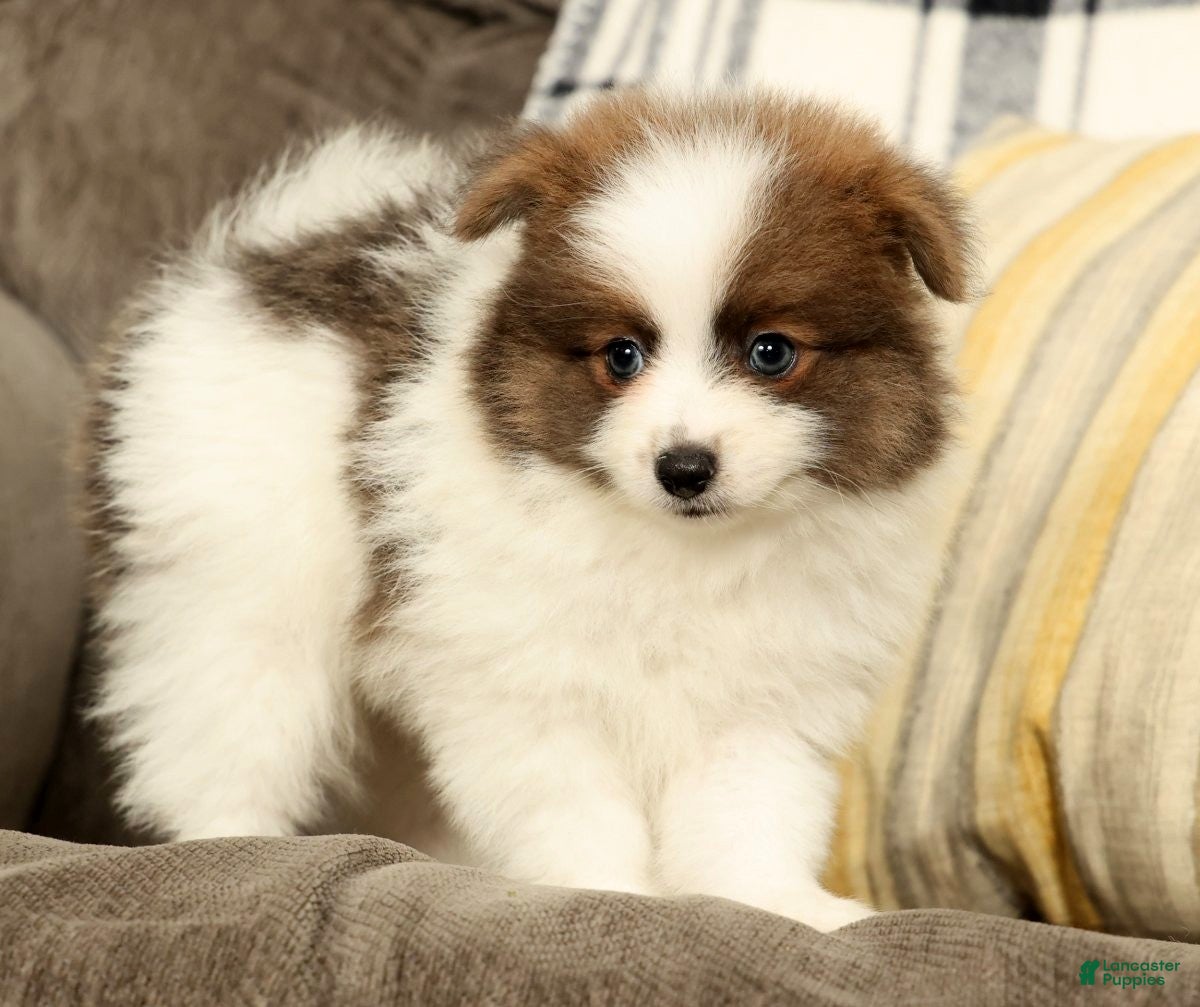 Pomeranian dogs Max - Ad 2